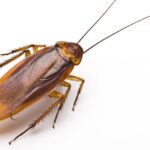 Fascinating Facts About Cockroaches