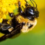 10 Fascinating Things to Know About Bumblebees