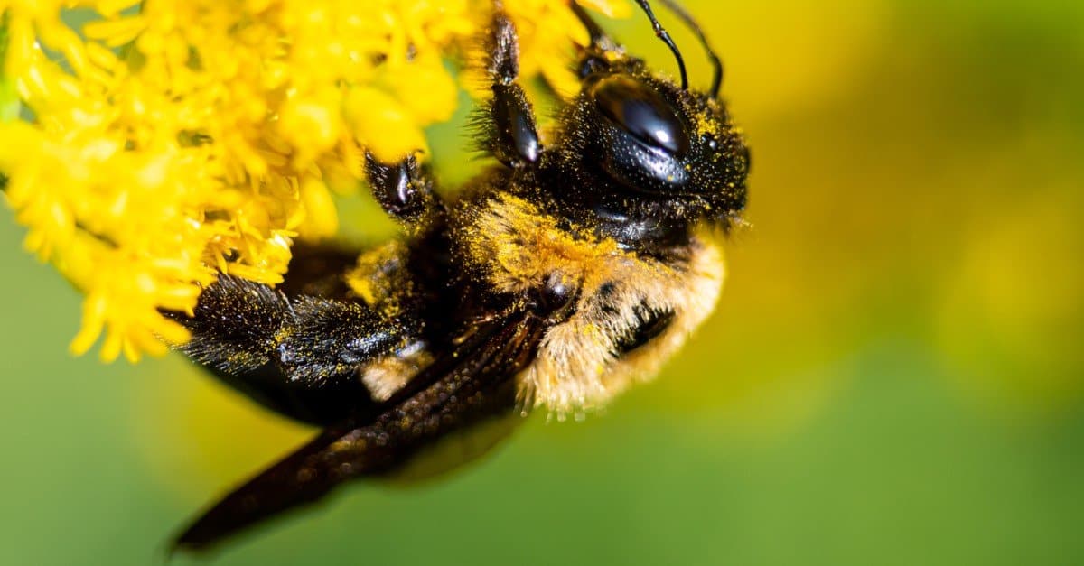 Things to Know About Bumblebees