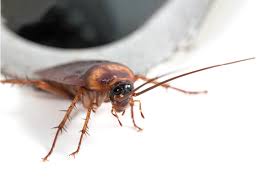 Facts About Cockroaches